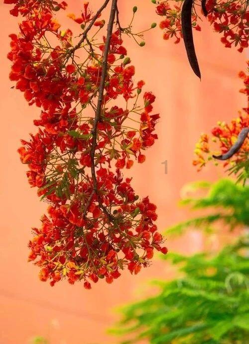 清凉夏日冰淇淋